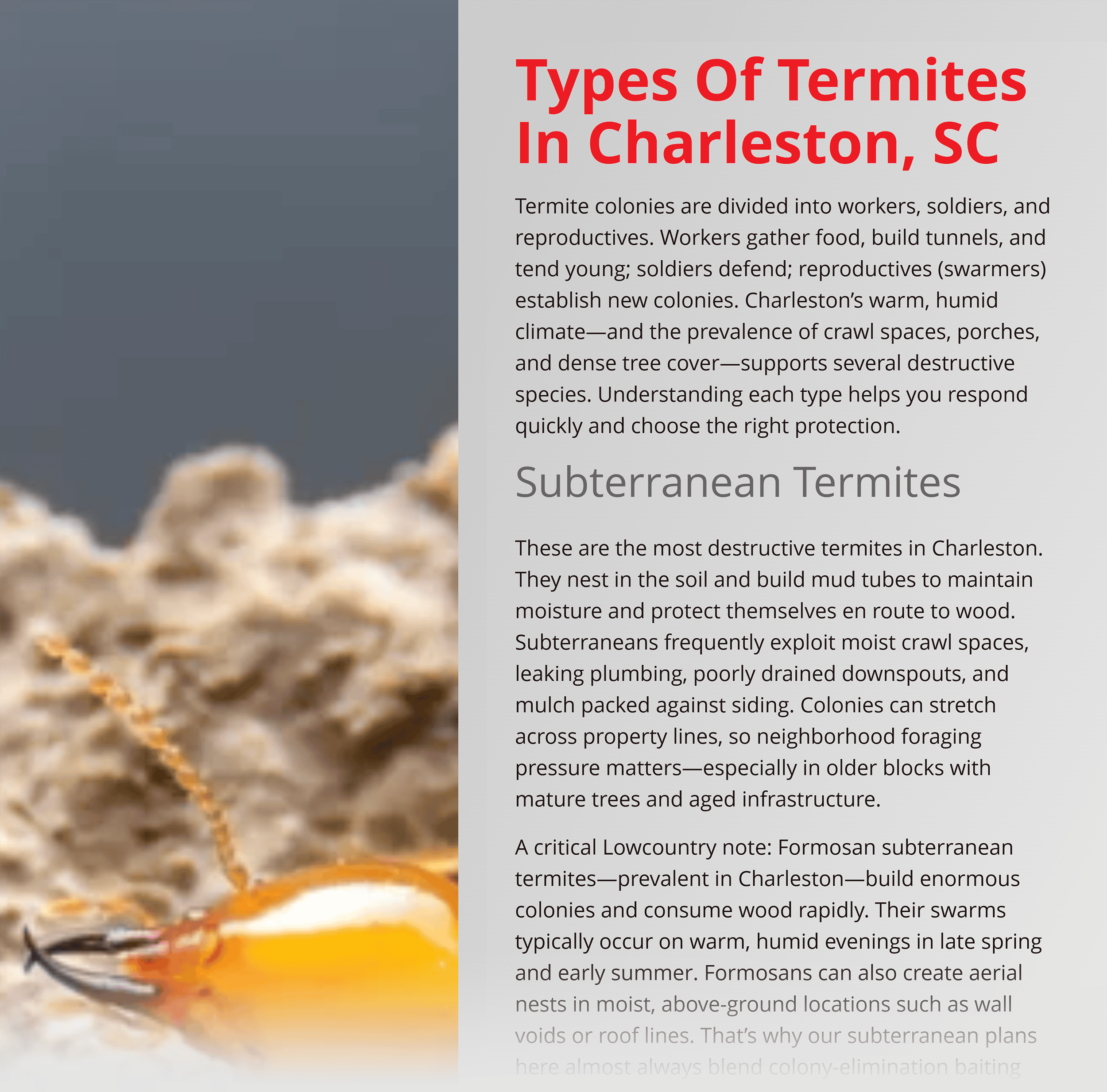 All U Need Pest – Termite control